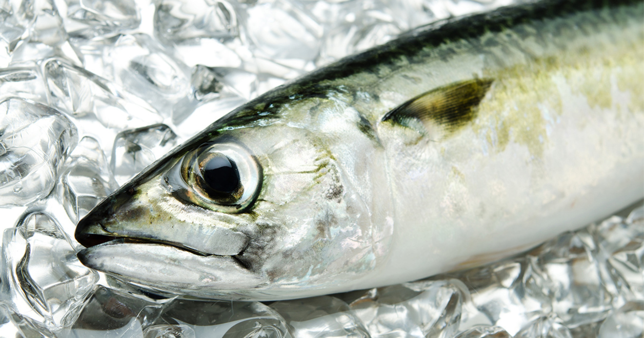 食べるだけで女子力もテンションもアップ 地味な魚 サバの伝道師 サバジェンヌ の正体 職あれば食あり ダイヤモンド オンライン