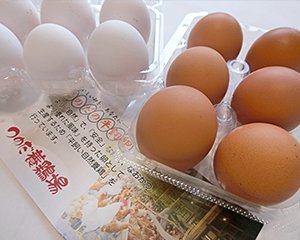 こだわりは「健康な鶏が産む健康な卵」調理のプロにも高評価。平飼い卵を生産販売