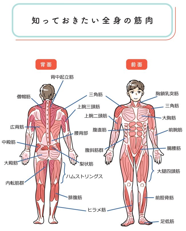 【『世界一受けたい授業』で話題】体が硬い人は絶対やってみて！みんな本当のことを知らない…運動指導のトッププロが教える“体がやわらかくなる”驚きの真実