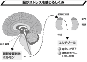 「ストレス」がたまると「風邪」をひきやすくなる