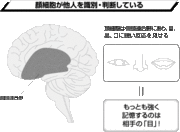 人の顔だけを専門に記憶する脳細胞があった！
