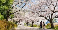 【大安吉日“神々”との［幸運。］答え合わせ】みるみる運が上がる！ 成功しているお金持ちがやっている春の開運行動