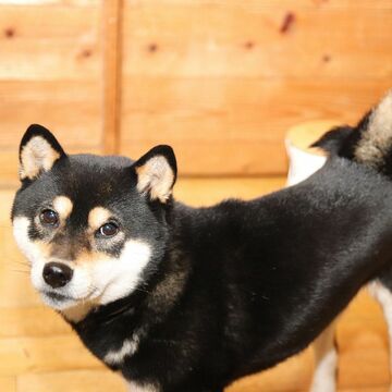 ペットにおやつを射出できるドッグカメラで愛犬を見守るワザ