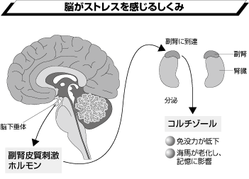 「ストレス」がたまると「風邪」をひきやすくなる