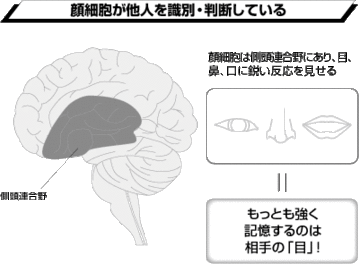 人の顔だけを専門に記憶する脳細胞があった！