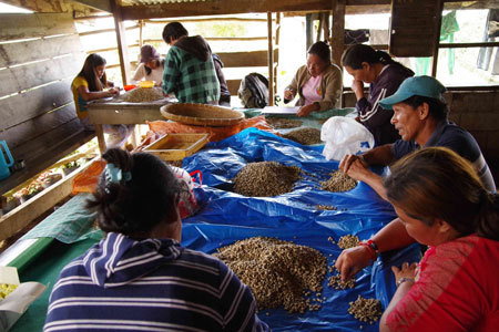 フィリピンのコーヒー農家