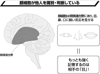 人の顔だけを専門に記憶する脳細胞があった！