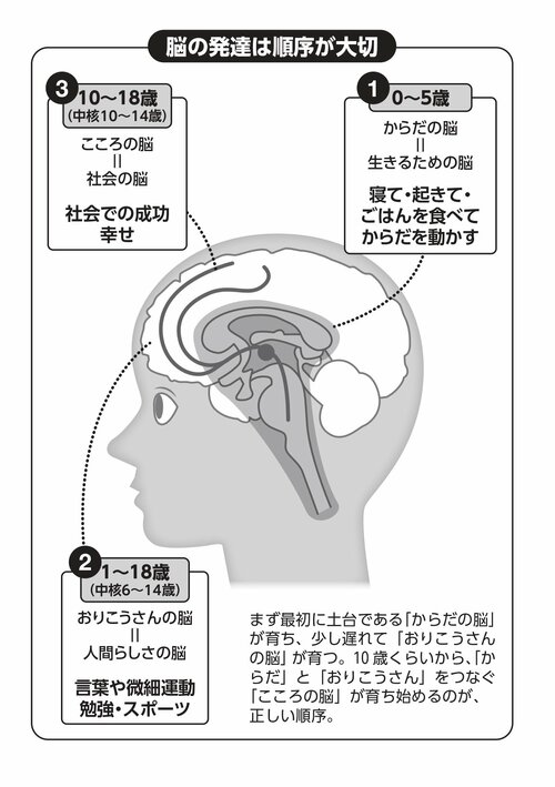 図版：脳の発達は順序が大切