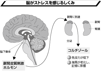 ストレス がたまると 風邪 をひきやすくなる うつ ストレス 不眠 健康 ダイヤモンド オンライン