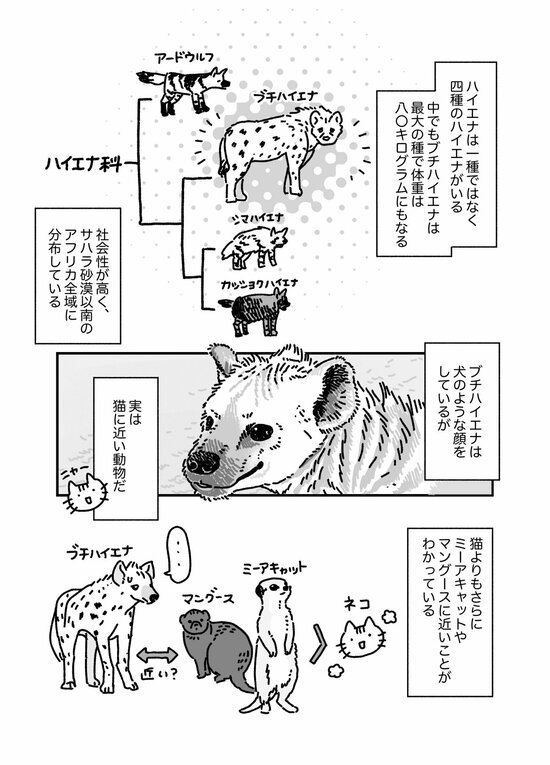 【マンガ】硬い甲羅のカメを噛み砕き、シマウマを30分で食べ尽くす…“ボーン・クラッシャー”「ハイエナ」に襲われた動物の悲劇的な最期とは