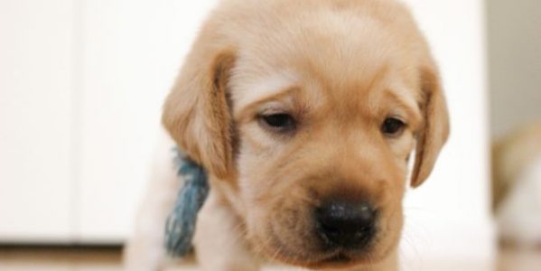残念な顔をした子犬