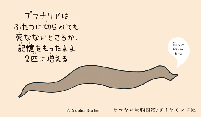 凄すぎて もはや怖い 謎の生物 プラナリア の最強伝説とは せつない動物図鑑 ダイヤモンド オンライン