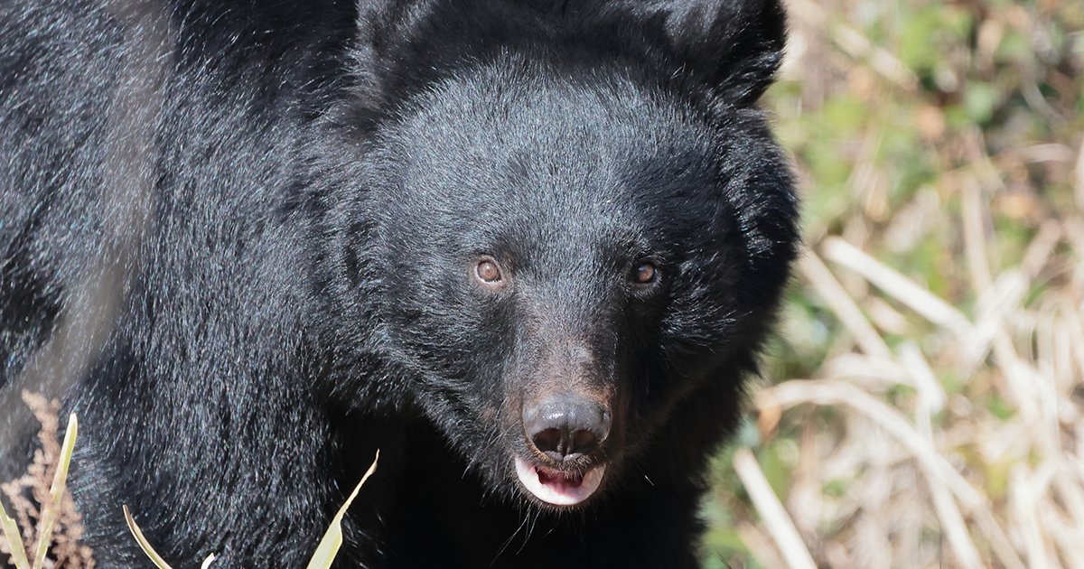 「クマと共存しよう！」と訴える人が知らない、あまりにシンプルな事実