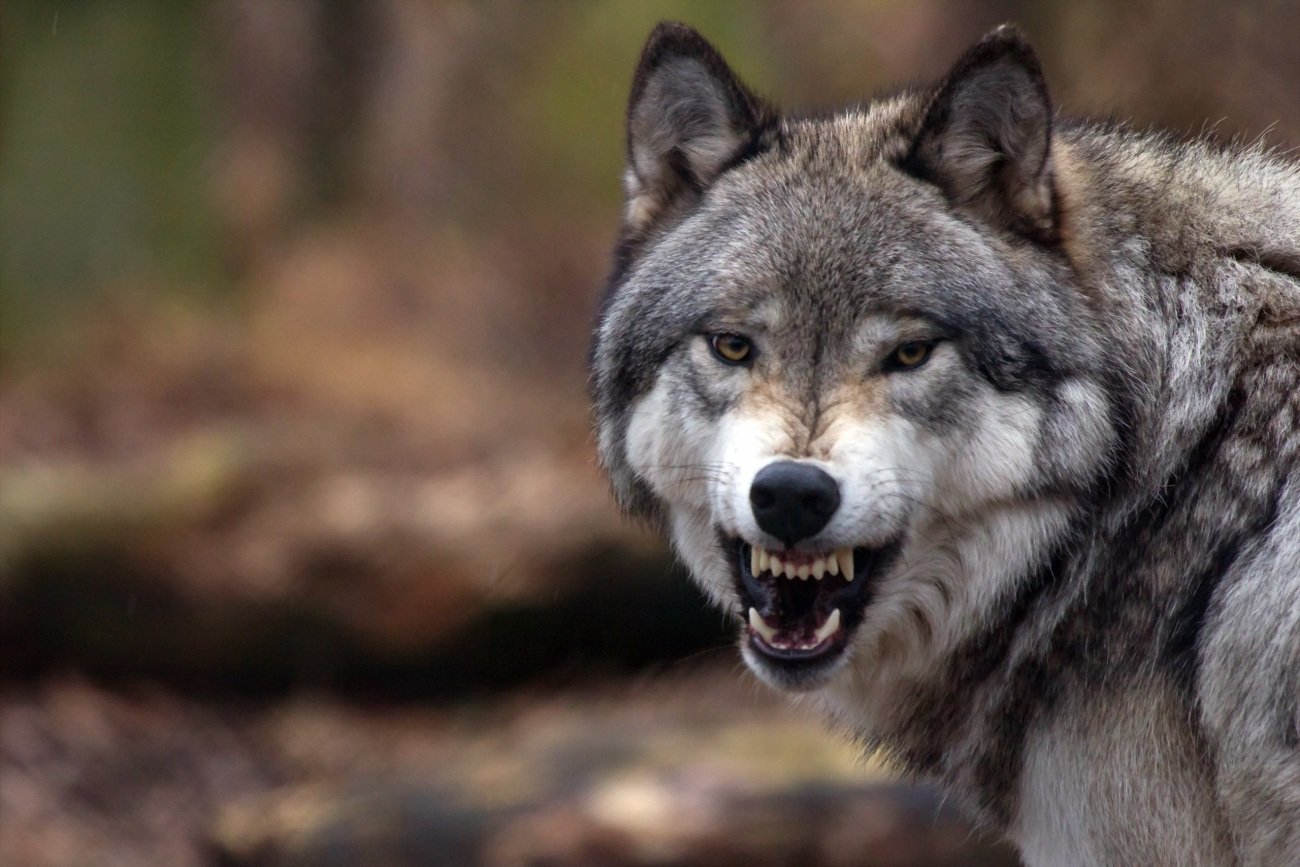 飢えたオオカミの群れと遭遇し、7頭を射殺、4頭を撲殺した男の凄惨な最期とは