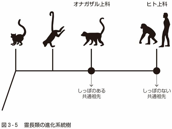 図3-5：霊長類の進化系統樹