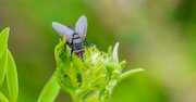 「ハエへの殺虫効果」「オスにとって精力剤的な一面」を確認...岡山大「カフェイン×昆虫」研究の成果と期待される応用