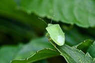 「クルマに入ってくる虫」の対策で、真夏に絶対やってはいけないこと