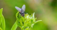 「ハエへの殺虫効果」「オスにとって精力剤的な一面」を確認...岡山大「カフェイン×昆虫」研究の成果と期待される応用