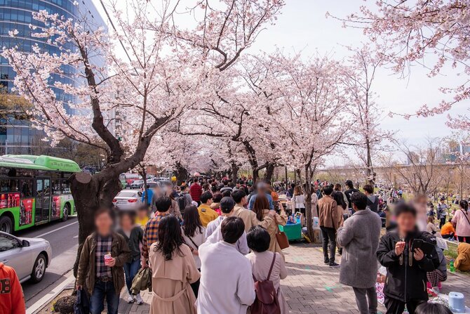 【韓国でも桜を楽しめる!?】韓国旅行でオススメの桜の観光地5選