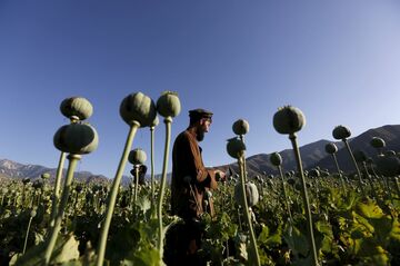 タリバン、アヘン生産禁止へ　市民の支持低下も