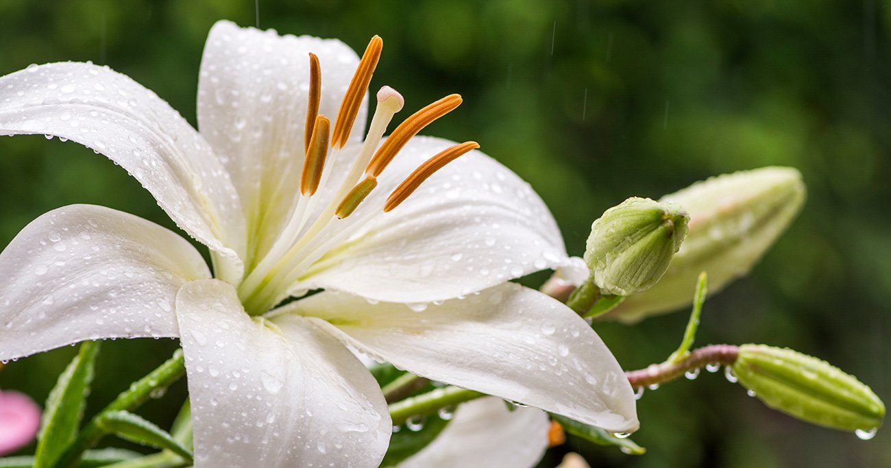花