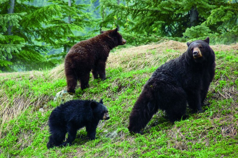 【クマの親子に出くわしたら?】慌てて木の上に登った「森の科学者」が発見したこと