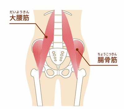 腸腰筋のイラスト