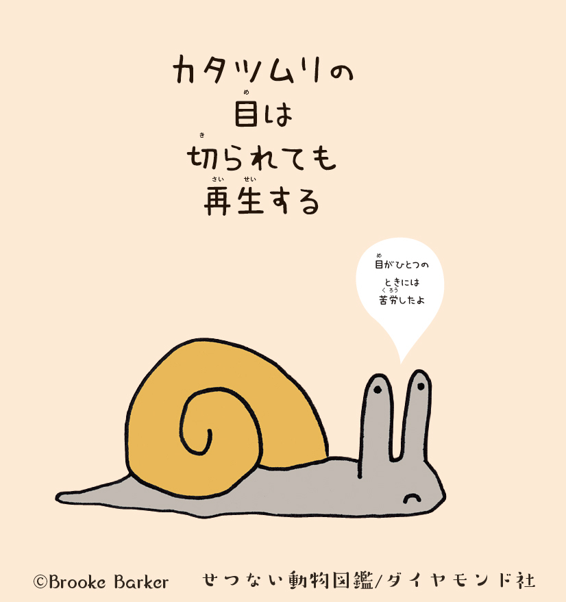 カタツムリの目は、切られても大丈夫。その理由とは…？