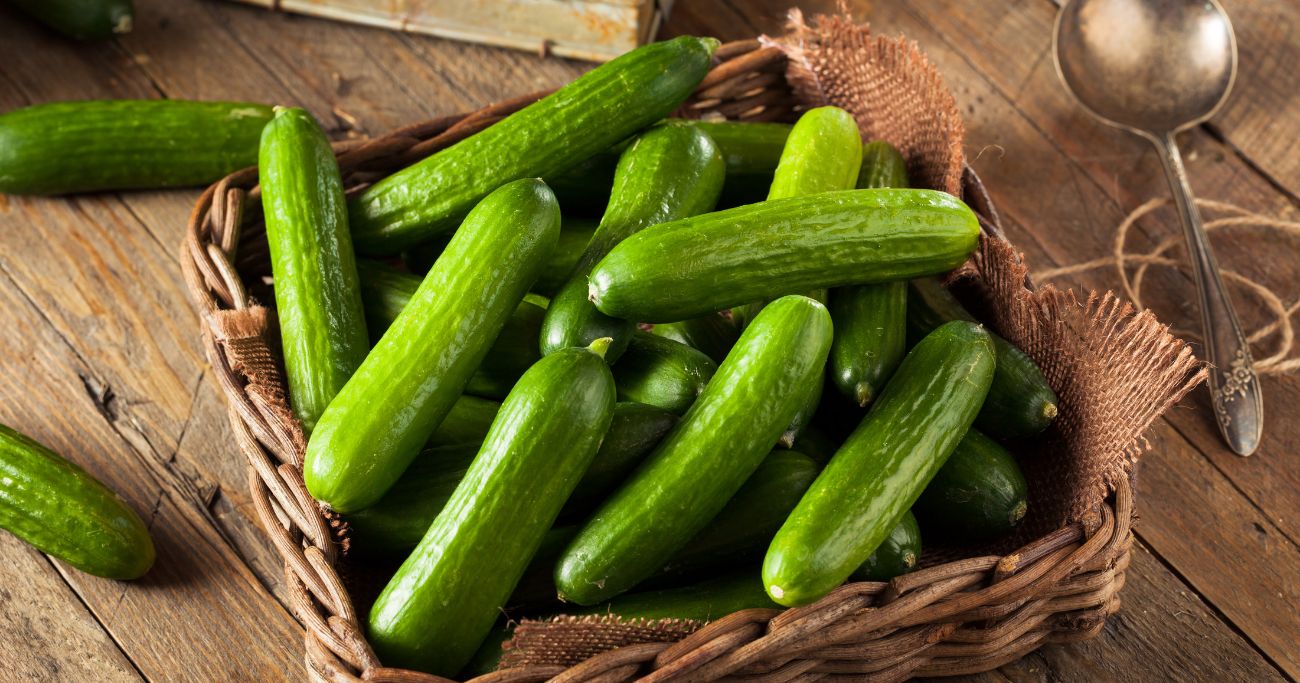 ネイティブの英語“cool as a cucumber”「キュウリみたいにクール」一体どういう意味?