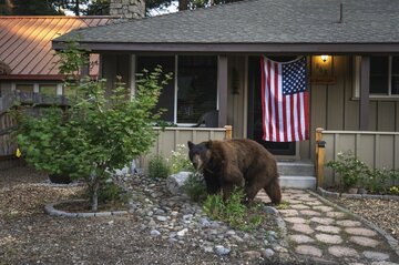 米国でもクマが大暴れ、加州タホ湖周辺で被害最多