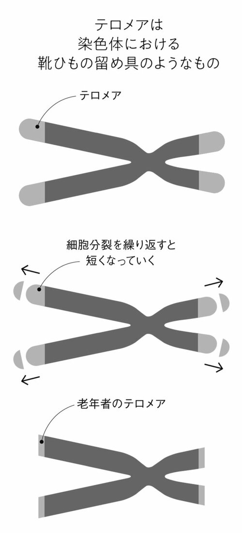 【解説】テロメアの最長寿命が120年だから、人生は最長120年である説について