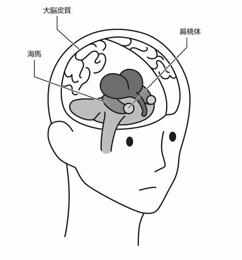 大脳皮質、海馬、扁桃体