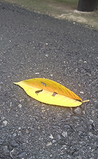 本来は「男心と秋の空」だった!?<br />~秋のことわざを探究する