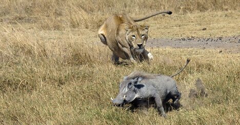 「あなたがどんな生き方をしようと、とにかく生きているかぎり、あなたは生存闘争から逃れることはできない…」。生物学の巨人ダーウィンが教える、この世界の「残酷すぎる真実」