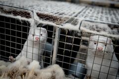 デンマーク、コロナで殺処分のミンク掘り出しへ　水質汚染対策