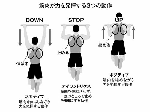 図表：筋肉が力を発揮する3つの動作