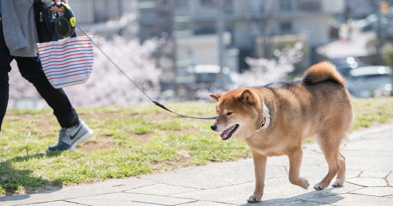 犬の散歩