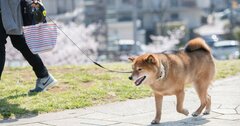 休日の外出、どこまで自粛すべき？犬の散歩やランニング、釣りをする人も