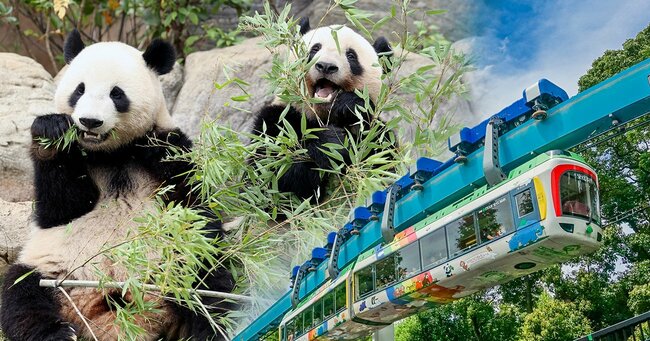 ジャイアントパンダの双子、シャオシャオとレイレイと上野動物園のモノレール