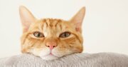 「なぜかネコにモテる人」が無意識にやっていること【獣医が解説】