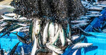 中国・韓国のツケが日本漁業に…元水産庁職員が「理不尽」「一方的な不利益を被る」と嘆くワケ