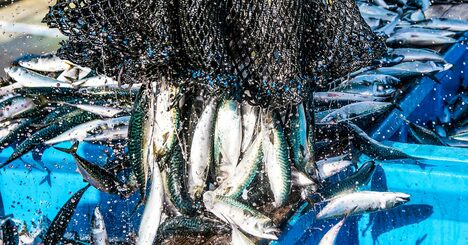 中国・韓国のツケが日本漁業に…元水産庁職員が「理不尽」「一方的な不利益を被る」と嘆くワケ