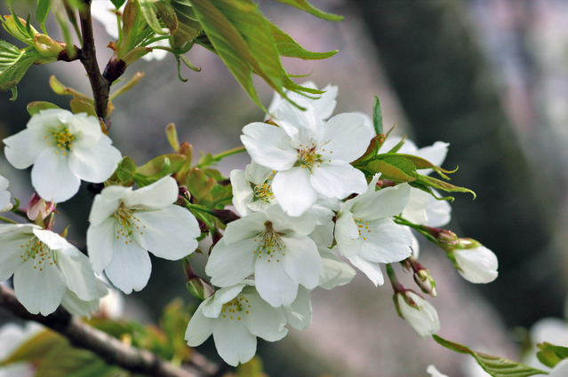 日本の桜は2度死んだ。迫る3度目の危機!