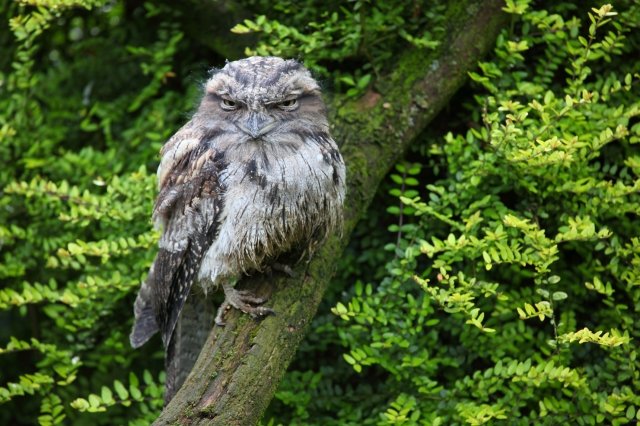 世界のユニークな鳥たち20選！極彩色、飛べない、擬態する…