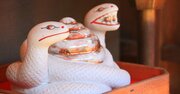【神様】を使い分ける…「へびと相性のいい神様」をお参りして運気を爆上げできる神社【専門家がオススメする15社】