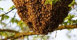 散歩中にミツバチに襲われ、全身から「2443本のハチの針」を摘出、さらには運悪くワニが現れ、愛犬がさらわれる…「世界一ミツバチに刺された男」の悲惨な結末とは〈再配信〉