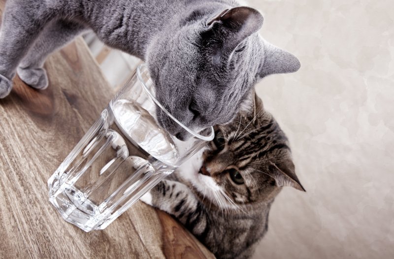 【MIT教授が教える】「ネコの水なめ」に隠された「科学的な驚き」とは?