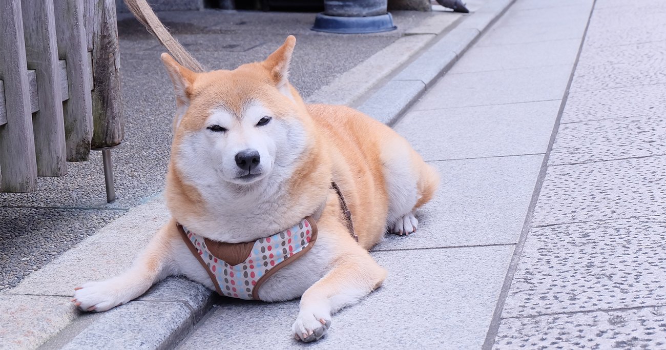 犬の肥満が世界的に増加 飼い主の運動習慣 と連動している ヘルスデーニュース ダイヤモンド オンライン