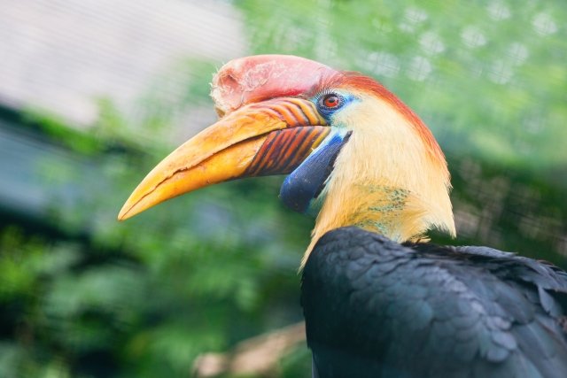 アカコブサイチョウ