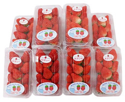 「藤枝市」の「いちご300g×8パック」